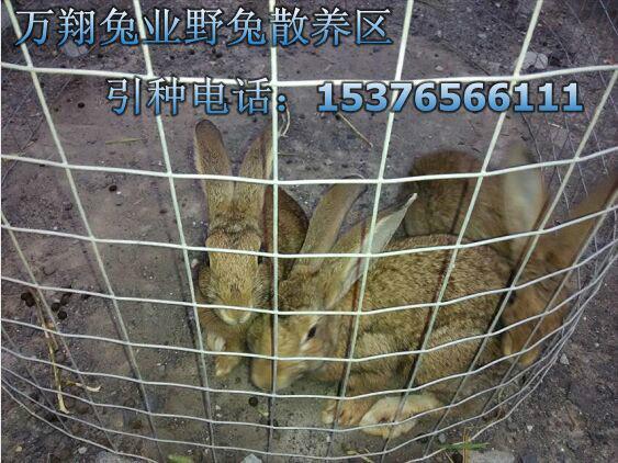 供应甘肃杂交野兔的价格 甘肃杂交野兔种兔繁育技术