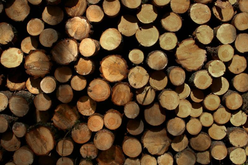 供应用于进口木材的上海木材进口报关公司
