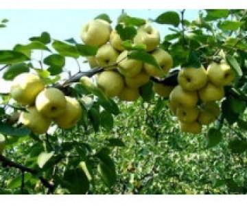 供应安徽宿州特产水果砀山酥梨