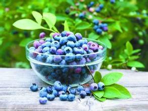 西安市森冉生物网络热销蓝莓提取物厂家供应森冉生物网络热销蓝莓提取物  蓝莓粉