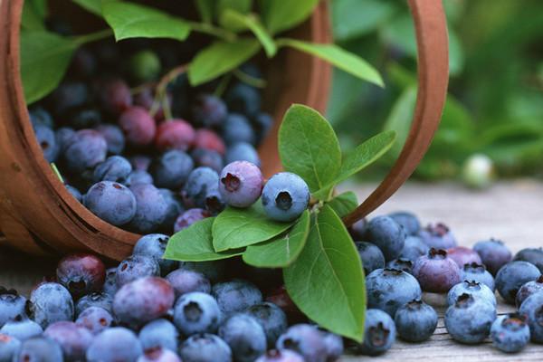 西安市森冉生物网络热销蓝莓提取物厂家