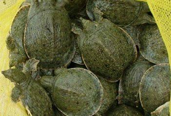 供应用于甲鱼苗批发|乌龟苗价格|热带鱼苗的淡水特种鱼苗批发求购厂家出售