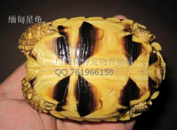 供应缅甸星龟价格/印度星龟报价图片/养殖行情缅甸星龟批发采购