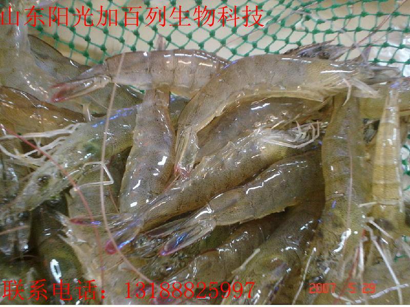 供应水产养殖虾类专用益生菌 日本进口原料韩国专利生产设备 25L/桶