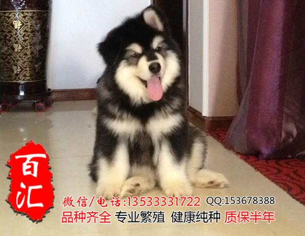 广州哪里有卖纯种阿拉斯加幼犬批发