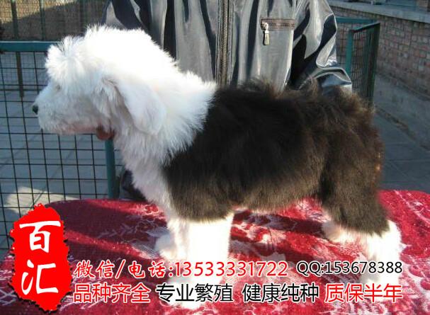供应广州哪里有卖纯种古牧幼犬 