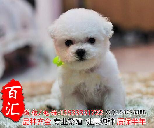 广州哪里有卖纯种比熊幼犬批发