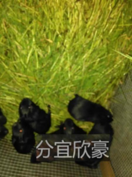 新余市江西黑豚种苗厂家供应江西黑豚种苗，江西黑豚价格，江西黑豚种苗图片