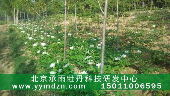 北京市优质牡丹苗牡丹种苗的价格多少厂家供应优质牡丹苗牡丹种苗的价格多少