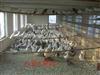 银王鸽供应商山东鲁山种鸽养殖场批发