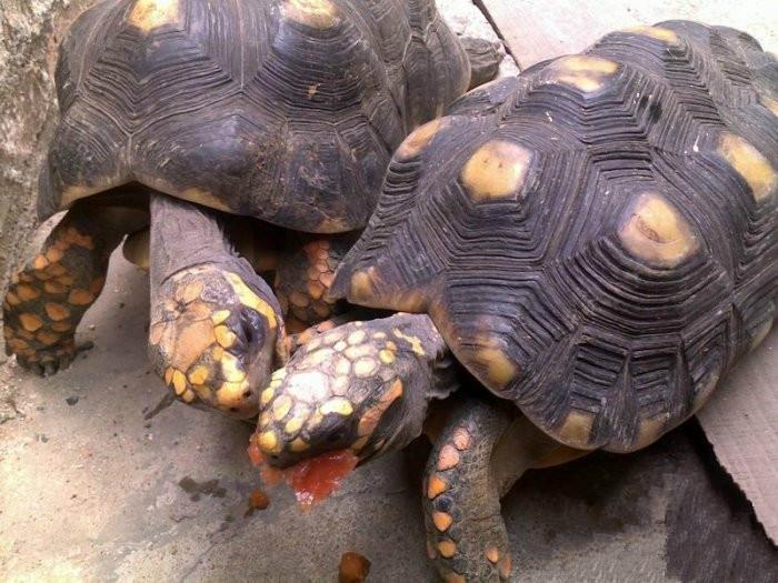 陆龟生态养殖场批发各种陆龟